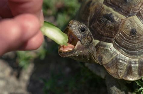 烏龜|【養烏龜懶人包】：從新手到專家，1篇就搞定